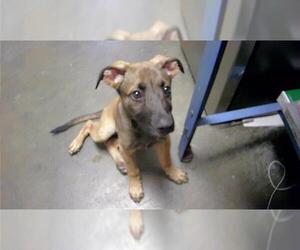 German Shepherd Dog-Unknown Mix Dogs for adoption in Tulsa, OK, USA
