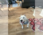 Small #1 Mutt
