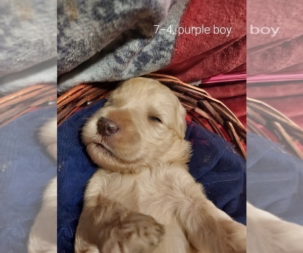 Medium Photo #24 Bordoodle Puppy For Sale in COPPERAS COVE, TX, USA