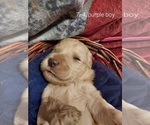 Small Photo #24 Bordoodle Puppy For Sale in COPPERAS COVE, TX, USA
