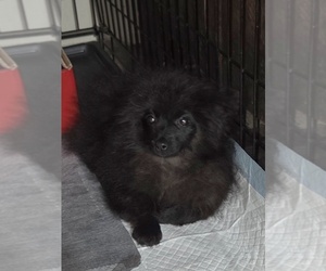 Pomeranian-Poodle (Toy) Mix Puppy for sale in SPOTSYLVANIA, VA, USA