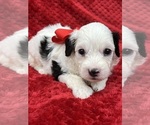 Small #3 Cavapoo