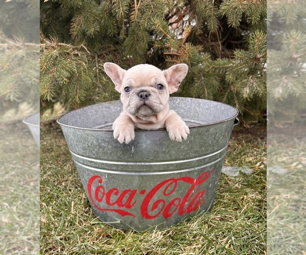 Medium Photo #2 French Bulldog Puppy For Sale in MIDDLEBURY, IN, USA