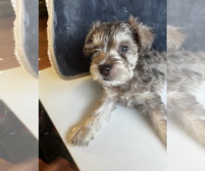 Medium Schnauzer (Miniature)