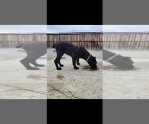 Mother of the Cane Corso puppies born on 11/30/2023