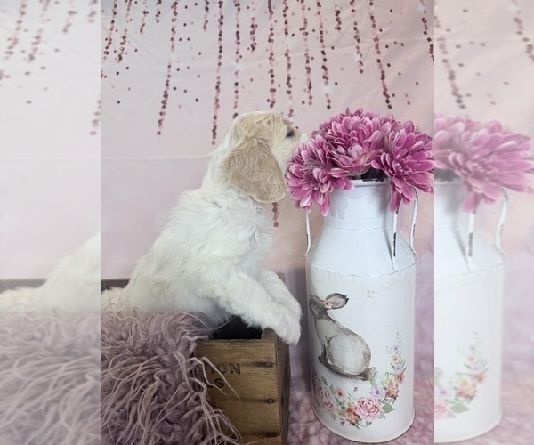 Medium Photo #106 Aussie-Poo-Goldendoodle Mix Puppy For Sale in COMMERCE, MI, USA