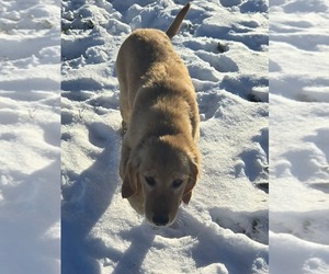 Golden Retriever Puppy for sale in RIGA, MI, USA