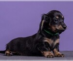 Small Photo #42 Dachshund Puppy For Sale in CROWLEY, TX, USA