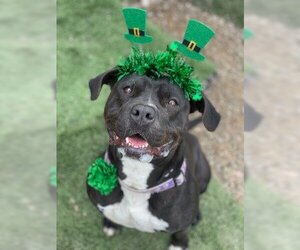 Maddie - Female American Bulldog-Unknown Mix Dog for Adoption - Photo #4