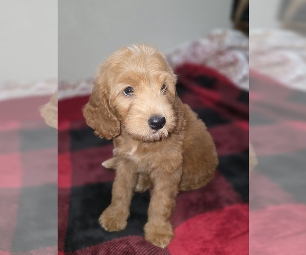 Medium Photo #16 Goldendoodle Puppy For Sale in DUBLIN, TX, USA