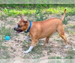 Small #3 Boxer