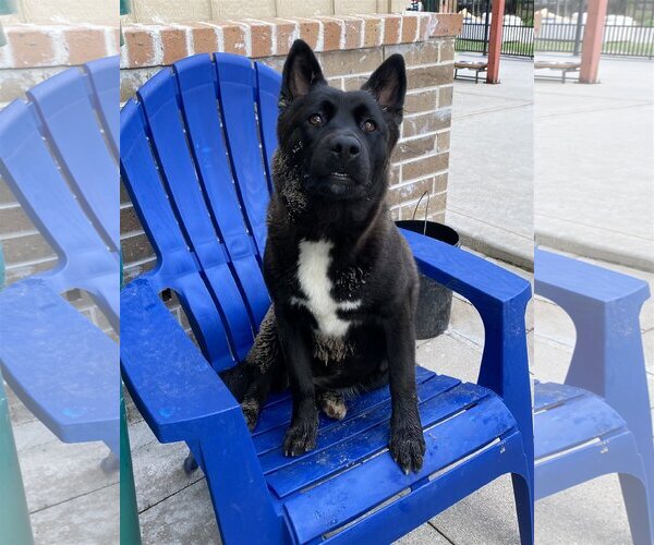 Medium Photo #4 Mutt Puppy For Sale in Spring, TX, USA
