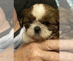 Puppy Minnie Shih Tzu