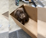 Small Photo #5 Labrador Retriever Puppy For Sale in PUYALLUP, WA, USA