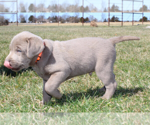 Medium Photo #2 Labrador Retriever Puppy For Sale in MARSHFIELD, MO, USA