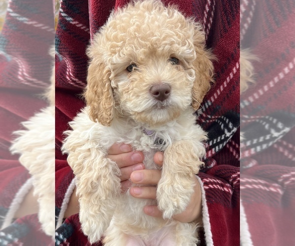 Medium Photo #1 Poodle (Miniature) Puppy For Sale in CEDAR HILLS, UT, USA