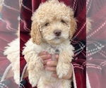 Small Photo #1 Poodle (Miniature) Puppy For Sale in CEDAR HILLS, UT, USA