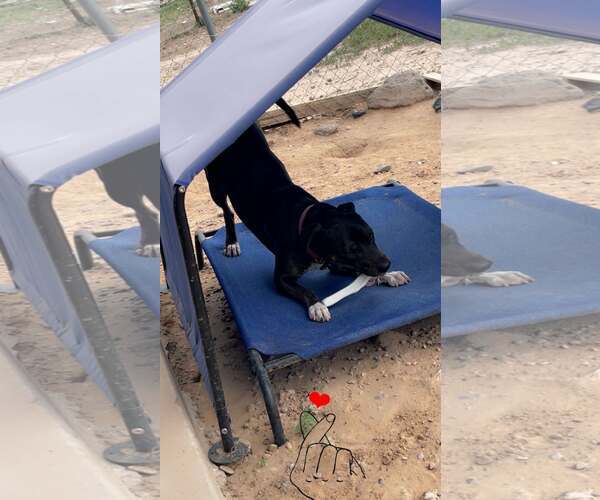 Medium Photo #6 American Pit Bull Terrier-Unknown Mix Puppy For Sale in Peralta, NM, USA