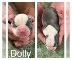 Puppy Puppy 6 Boston Terrier
