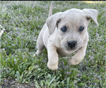 Puppy Silver Daniff