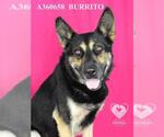 Small #1 German Shepherd Dog