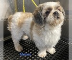 Small Photo #1 Zuchon Puppy For Sale in BONDUEL, WI, USA
