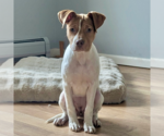 Small #16 American Pit Bull Terrier Mix