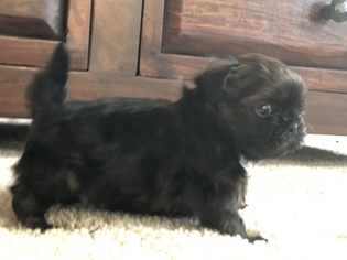 Shih Tzu Puppy for sale in FRANKTOWN, CO, USA
