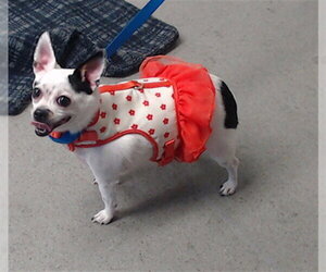 Biscuit - Female Chihuahua-Unknown Mix Dog for Adoption - Photo #6
