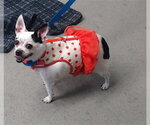 Small Photo #6 Chihuahua-Unknown Mix Puppy For Sale in San Francisco, CA, USA