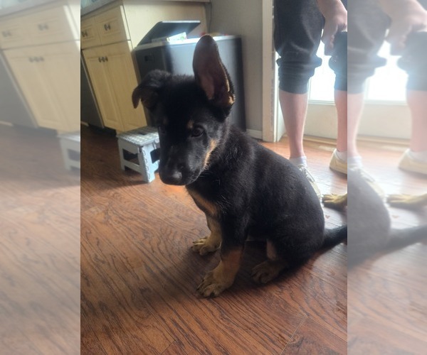 Medium Photo #6 German Shepherd Dog Puppy For Sale in ROCHESTER, WA, USA