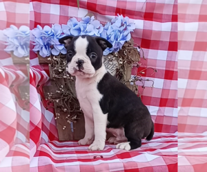 Boston Terrier Puppy for sale in FREDERICKSBURG, OH, USA