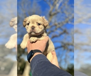 French Bulldog Puppy for sale in DERIDDER, LA, USA