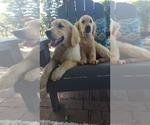 Small Photo #5 Golden Retriever Puppy For Sale in ELVERTA, CA, USA