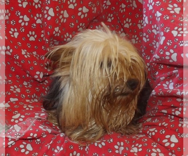 Medium Photo #5 Yorkshire Terrier Puppy For Sale in PATERSON, NJ, USA