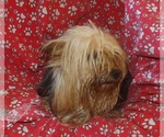 Small #4 Yorkshire Terrier