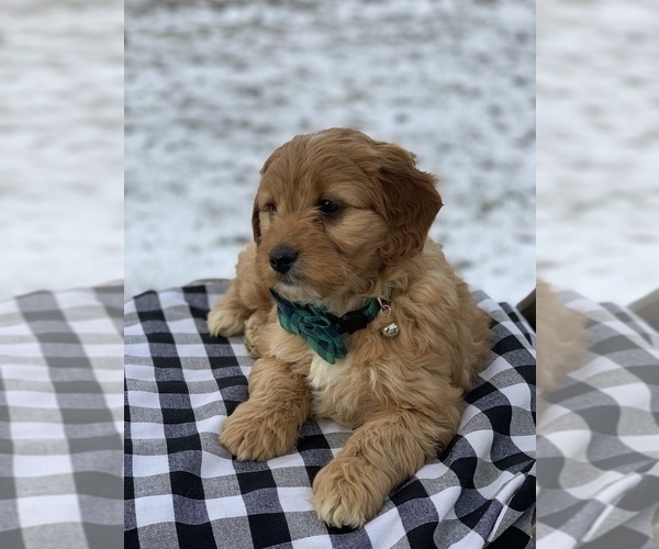 Medium Photo #4 Irish Doodle Puppy For Sale in WOOSTER, OH, USA