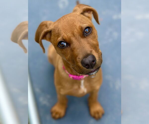 Medium Photo #4 German Pinscher-Unknown Mix Puppy For Sale in West Cornwall, CT, USA