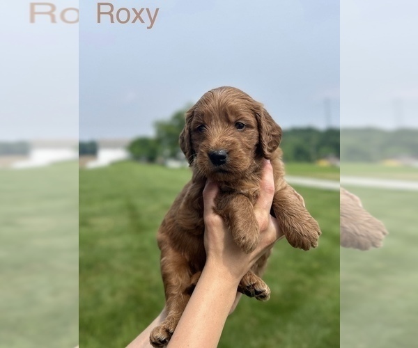 Medium Photo #5 Goldendoodle (Miniature) Puppy For Sale in FREDERICKSBG, OH, USA