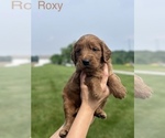 Small #4 Goldendoodle (Miniature)