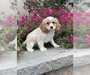 Cocker Spaniel Puppy for sale in CANOGA, NY, USA