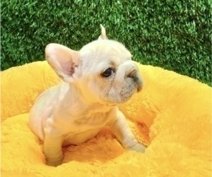 French Bulldog Puppy for sale in CHARLOTTE, NC, USA