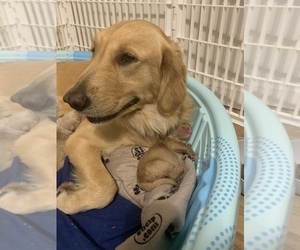 Mother of the Goldendoodle puppies born on 11/24/2021