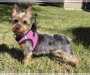 Mutt Dogs for adoption in Spring, TX, USA