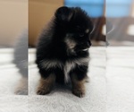 Small #2 Pomeranian