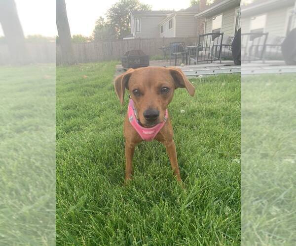 Medium Photo #1 Mutt Puppy For Sale in Mundelein, IL, USA