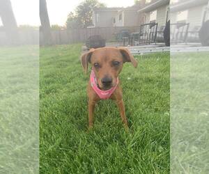 Mutt Dogs for adoption in Mundelein, IL, USA