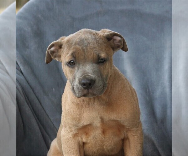 Medium Photo #4 Cane Corso Puppy For Sale in MYERSTOWN, PA, USA