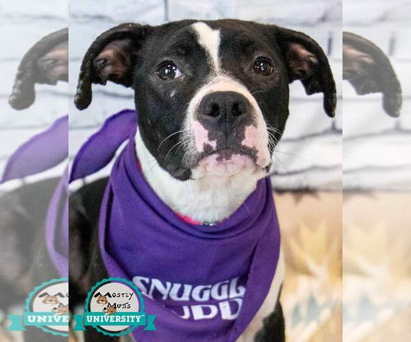 Medium Photo #1 Bull-Boxer Puppy For Sale in Kennesaw, GA, USA