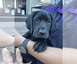 Puppy Cappy German Shorthaired Lab